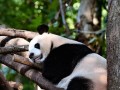 熊猫人之怒攻略（揭秘熊猫人之怒的最佳战略和技巧，让你成为真正的游戏大师！）