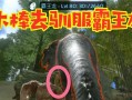 《方舟手游版宠物抓法攻略》（以科学捕捉技巧帮助你抓住所有珍稀宠物）