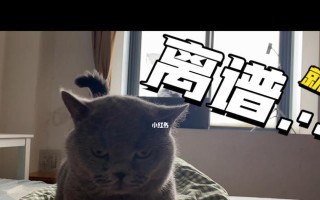 蓝猫出装教学攻略（精准分析与操作指南，带你登上巅峰）