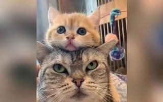 叠猫猫手游攻略（揭秘叠猫猫手游的高分技巧，让你成为顶级玩家！）