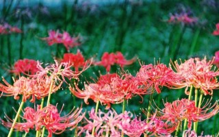 《叶落花庭剑圣出装攻略最新》（剑圣出装攻略、最新出装建议、装备选择）