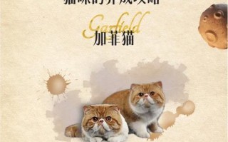 《探索宠物医院游戏世界，成为加菲猫的最佳伙伴！》（加菲猫攻略与技巧，让你在宠物医院游戏中游刃有余）