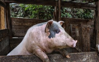 贪吃小怪物草泥猪带来全新游戏体验（草泥猪怎么样，让我们一起来了解）
