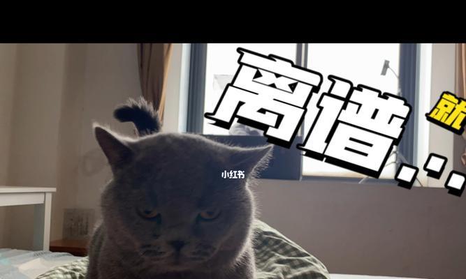蓝猫出装教学攻略（精准分析与操作指南，带你登上巅峰）-第1张图片-游戏玩法大全_