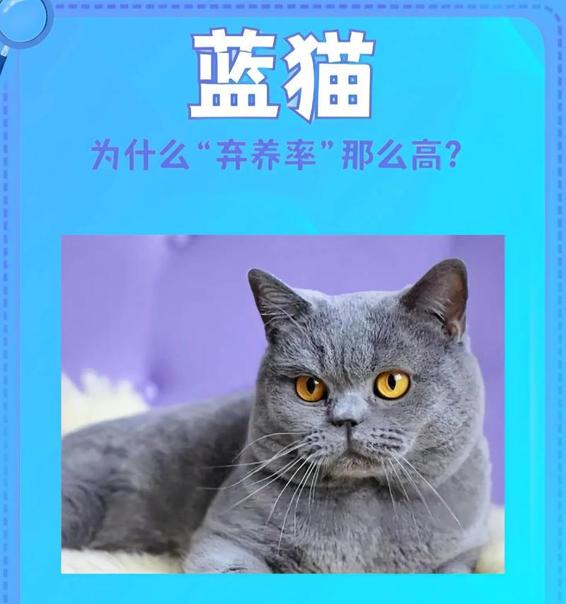 蓝猫出装教学攻略（精准分析与操作指南，带你登上巅峰）-第2张图片-游戏玩法大全_