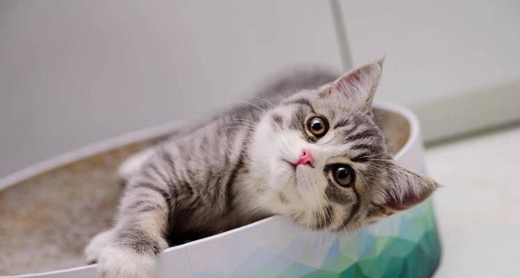 猫咪出装新版本攻略（无敌猫咪战队的必备秘籍，为你的队友带来胜利！）-第2张图片-游戏玩法大全_