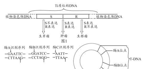 植物基因改造游戏攻略（探索、实验、进化，打造独一无二的植物生态系统）-第3张图片-游戏玩法大全_