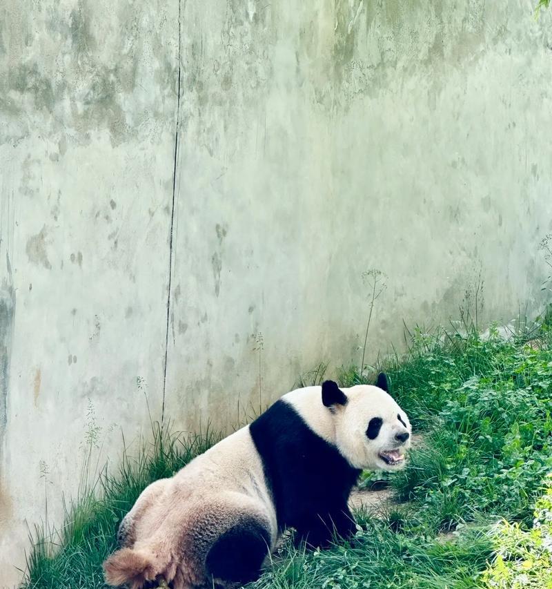 阿宝出装攻略（全方位分析阿宝出装搭配与技巧，助你成为最强王者！）-第1张图片-游戏玩法大全_